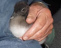 Loon Chick